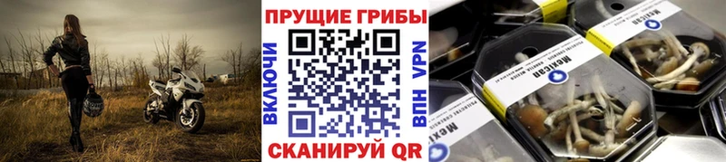 сайты даркнета состав  ссылка на мегу маркетплейс  Шатура  как найти наркотики  Псилоцибиновые грибы Magic Shrooms 